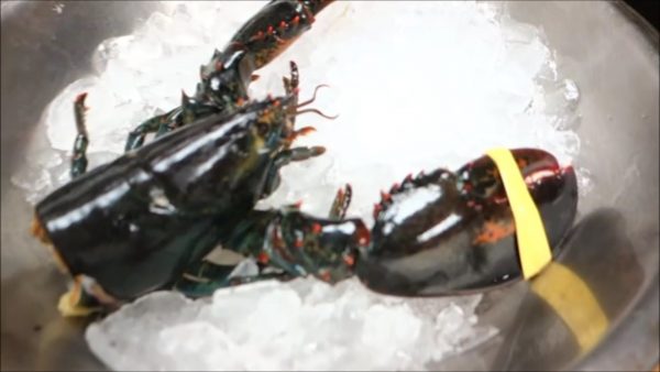 Hiroyuki Terada animal cruelty 